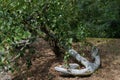 Abandoned anchor