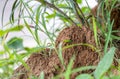 Abandoned ant hill inside of the forest with selective focus Royalty Free Stock Photo
