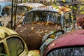 Abandoned Antique Volkswagen Vehicles - Pennsylvania