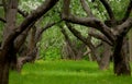 An abandoned apple orchard