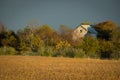 Abandoned Barn In The Trees Royalty Free Stock Photo