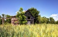 Abandoned Barn and Wheat Field Royalty Free Stock Photo