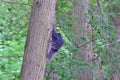 Abandoned Baseball Cap On Tree