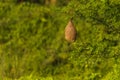 Abandoned Baya weaver nest Royalty Free Stock Photo