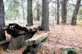 Abandoned bench in the forest. Royalty Free Stock Photo