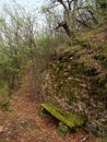 Abandoned bench in the forest Royalty Free Stock Photo