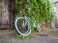 Abandoned bicycles chained to a post covered with creepers and vegetation