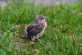 Abandoned bird on green grass looking for mother at Helsinki