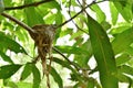 Abandoned bird nest after baby gone under mango tree Royalty Free Stock Photo