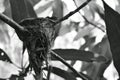 Abandoned bird nest after baby gone under mango tree Royalty Free Stock Photo