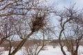 An abandoned bird nest on a bare tree in cold winter Royalty Free Stock Photo