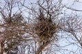 A birds nest on a dry tree against the blue spring sky Royalty Free Stock Photo