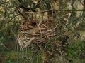 Abandoned bird nest surrounded by the branches of a tree Royalty Free Stock Photo