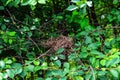 Abandoned bird nest on tree branches. Abandoned Royalty Free Stock Photo