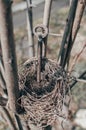 abandoned bird nest on a tree Royalty Free Stock Photo