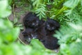 Abandoned black kittens, kittens are waiting for mom, help homeless animals