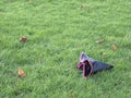 Abandoned Black with Pink Base Witch Hat on Grass