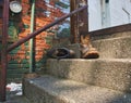 Abandoned boots on steps of an buildings