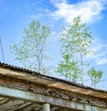 An abandoned brick building with a flat roof. Small windows without glass, small trees grow in the house Royalty Free Stock Photo