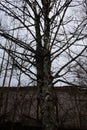 Abandoned brick buildings among trees in the Chernobyl radiation contamination zone