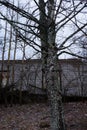 Abandoned brick buildings among trees in the Chernobyl radiation contamination zone