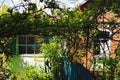 Abandoned brick house with front old vineyard. Green trees boarder. Natural composition. Blue sky background Royalty Free Stock Photo