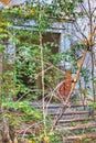 Abandoned building entrance blocked by shrubs and trees Royalty Free Stock Photo