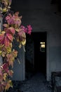 Abandoned building with wild grapes on the door