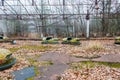 Abandoned bumper cars in the amusement park of Pripyat city in Chernobyl Exclusion Zone, Ukraine Royalty Free Stock Photo