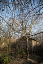 Abandoned burned old house in winter at sunset in forest. Abandoned hunting lodge in the warm rays of the sun in the middle of the Royalty Free Stock Photo