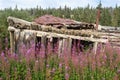 Abandoned cabin surrounded by purple flowers in Silver City  ghost town, Yukon Territory, Canada Royalty Free Stock Photo