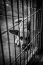 Abandoned and caged dogs Royalty Free Stock Photo