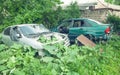 Abandoned cars in the green forest