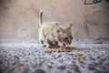 Abandoned  cat eating Royalty Free Stock Photo