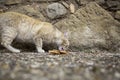 Abandoned cat eating