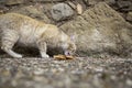 Abandoned  cat eating Royalty Free Stock Photo