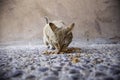 Abandoned  cat eating Royalty Free Stock Photo