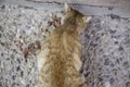 Abandoned  cat eating Royalty Free Stock Photo
