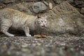 Abandoned cat eating