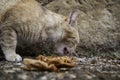 Abandoned  cat eating Royalty Free Stock Photo