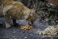 Abandoned cat eating Royalty Free Stock Photo