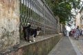 Abandoned cat seen on Pelourinho street