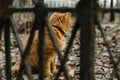 Abandoned cat. The cat walks along the street. Street cat. The cat is sitting on the fence. Cat by the sea. Red cats. Ginger cat.