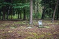 Abandoned cemetery in Poland Royalty Free Stock Photo