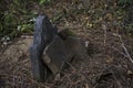 Abandoned cemetery from the 1800s