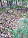 Abandoned cemetery in woods with two headstones Royalty Free Stock Photo