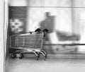 Abandoned chrome shopping carts