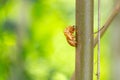 Exuvia attached to a tree branch.