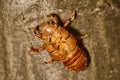 Abandoned cicada shell. Image of an insect shell exoskeleton. Royalty Free Stock Photo