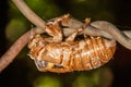 Abandoned cicada shell. Image of an insect shell exoskeleton. Royalty Free Stock Photo